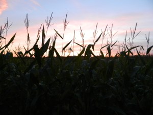 DSCN2883