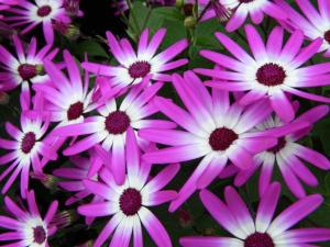 New Nikon! Jan 2012 082