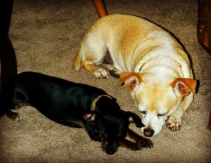 My precious chihuahuas Coco and Bebo