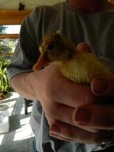 This little guy was hatching and also made it out of the fire alive