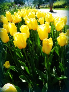 5 May 2014 022_picnik