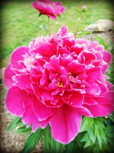 A Peony from my garden
