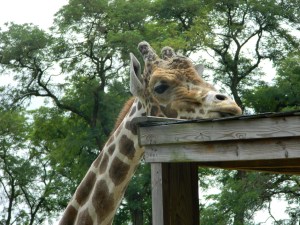 Without hope I don't even want to hold my head up!