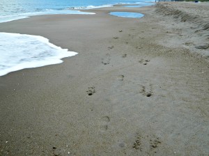 9 september 2015 054piknik