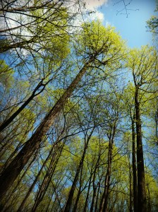 05 to 07 2015 016piknik