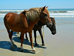 09-september-2016-103piknik